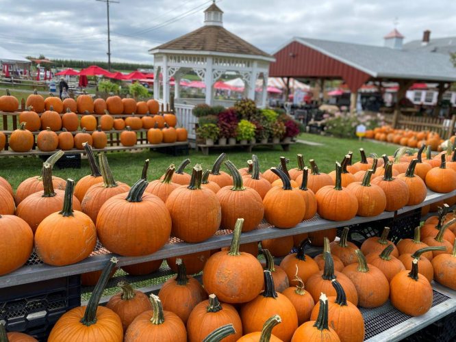 Pumpkins on shelves at Alstede Farms, one of the best pumpkin picking spots near NYC