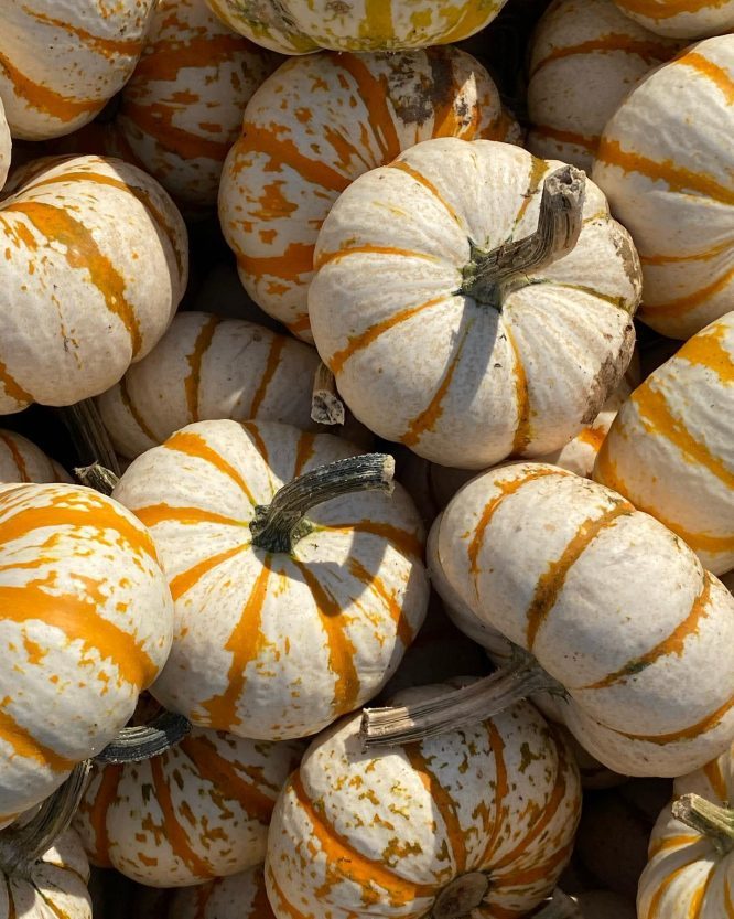 Orange and white pumpkins in a pile