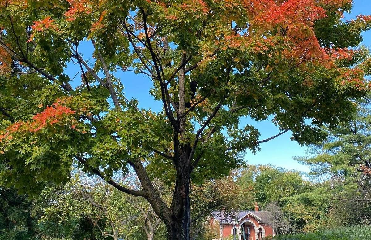 Fall colors at Snug Harbor Cultural Center