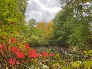Foliage and a creek at Arden Point and Glenclyffe