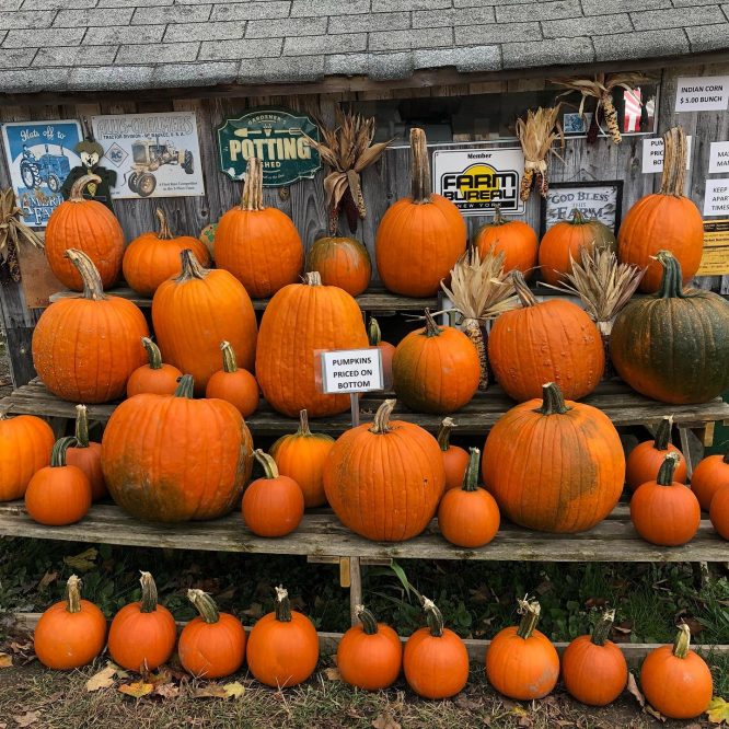 Pumpkins on shelves at Dykeman Farm pumpkin patch