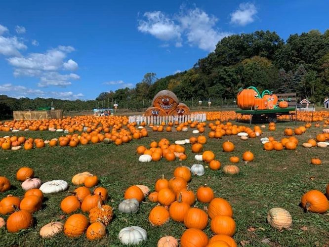 Pumpkins on the ground at Demarest Farms, one of the best pumpkin picking spots near NYC