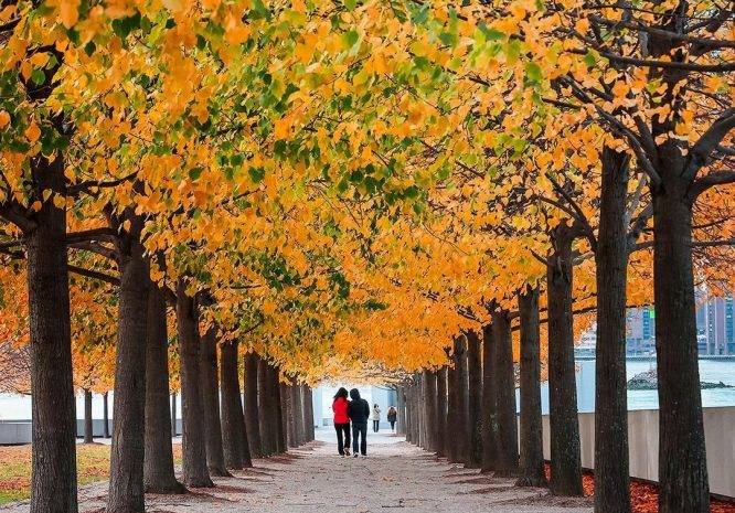 Fall foliage at Franklin D. Roosevelt Four Freedoms Park