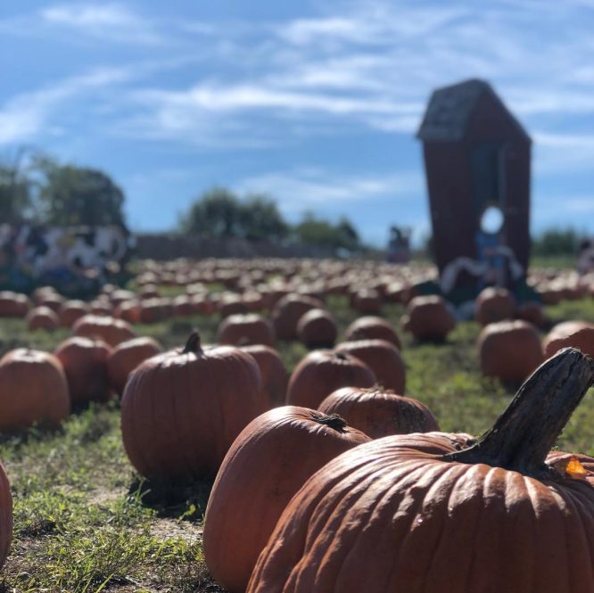 Pumpkin patch at Outhouse Orchard