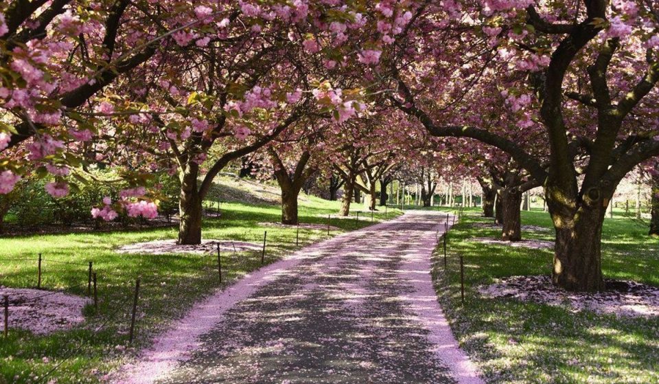 See The ‘Finale’ Of Cherry Blossom Season At The Brooklyn Botanic Garden