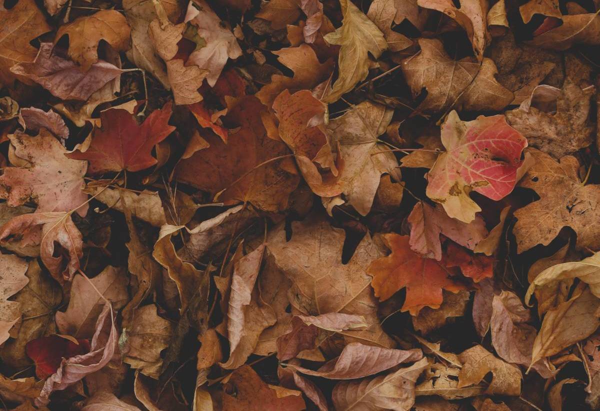 a pile of fall leaves