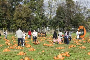 Decker Farm's pumpkin patch