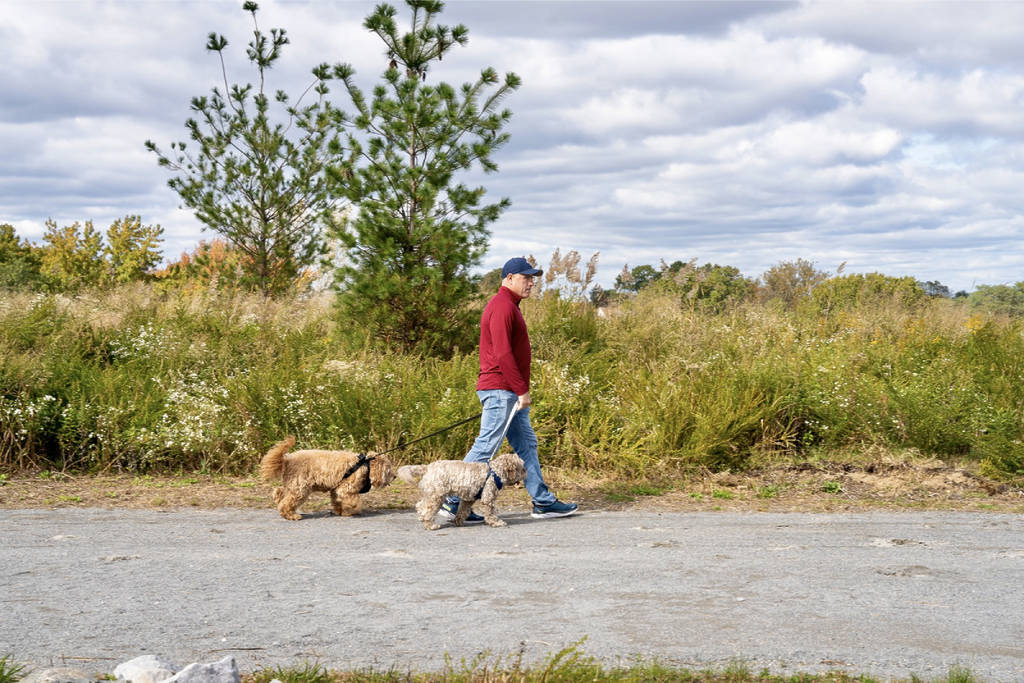 A man walking his dog in Freshkills Park