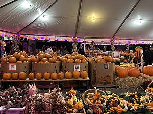 Pumpkins and gourds on display to purchase at Greg’s Great Pumpkin Patch