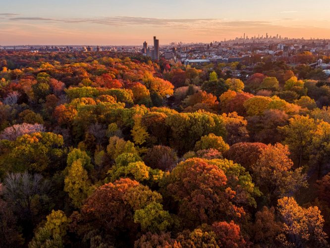 NYC's Peak Fall Foliage