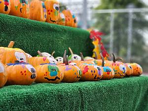 Painted Pumpkins on Display at Greg’s Great Pumpkin Patch