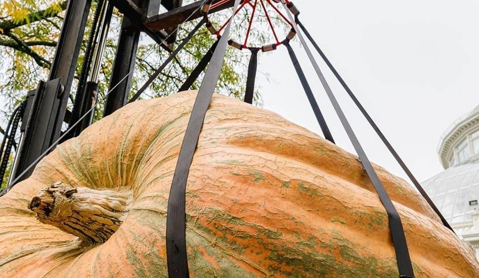 The World’s Largest Pumpkins Are Making Their Way Back To The New York Botanical Garden