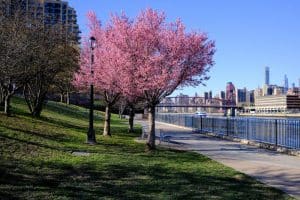 Cherry blossom tree blooming at Rainey Park in Astoria, Queens