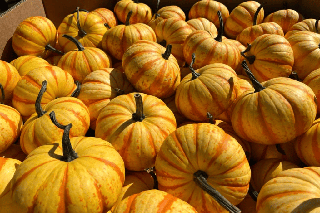 Pumpkins in a pile