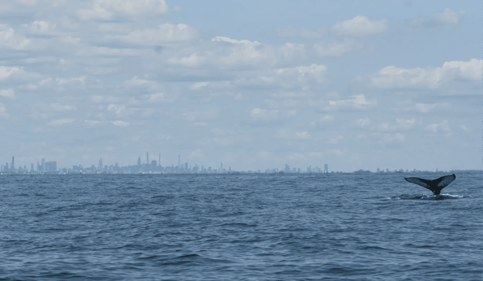 Humpback Whales Were Recently Spotted In NYC Waters