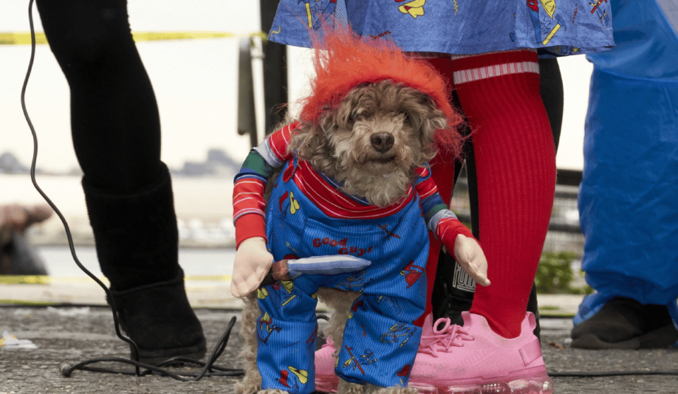 The Tompkins Square Park Halloween Dog Parade Is Back On