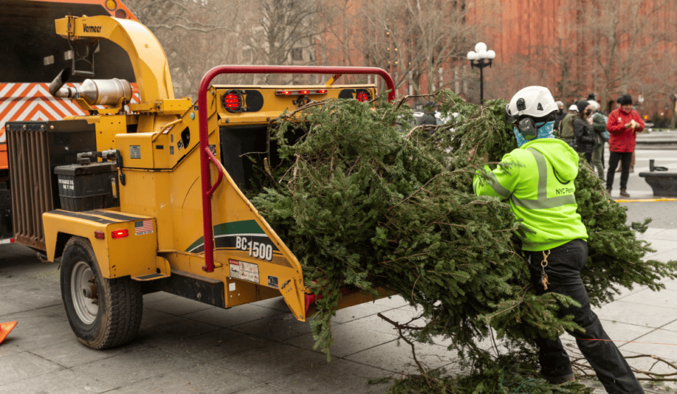 Turn Your Christmas Tree Into Mulch This Weekend At The Annual MulchFest