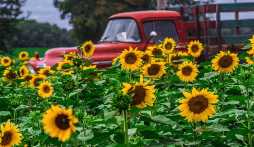 You Can Pick Your Own Sunflowers At This Farm In NJ