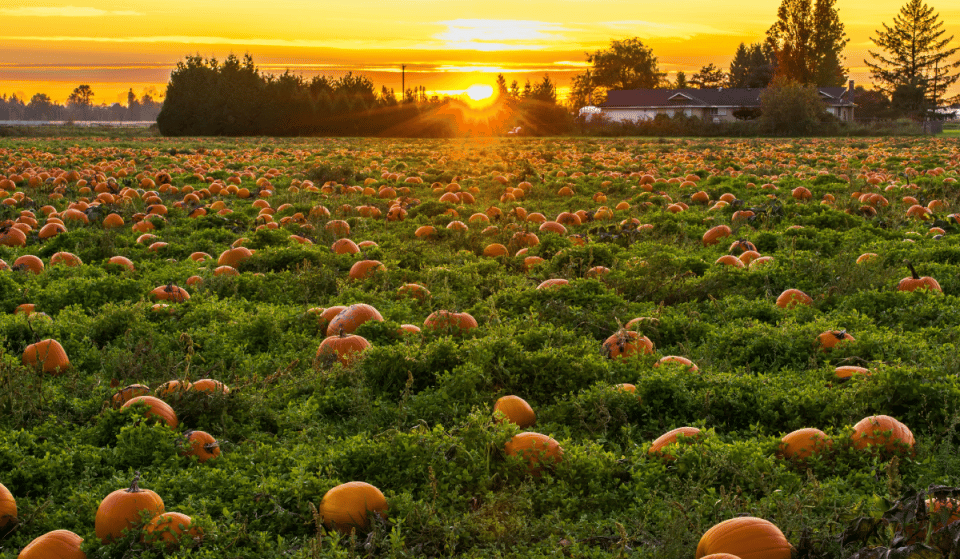 13 Places To Go Pumpkin Picking Near NYC This Fall