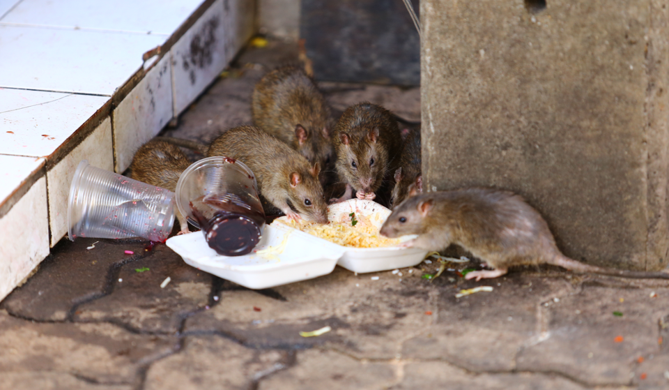 The Rattiest City In America Has Been Announced, And It’s Not NYC